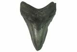 Fossil Megalodon Tooth - South Carolina #124692-1